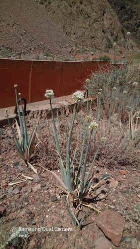 Allium galanthum, photograph 5