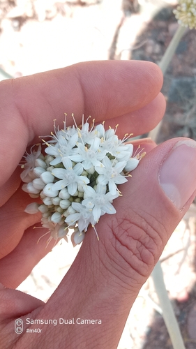 Allium galanthum, photograph 6