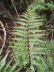 Asplenium lamprophyllum