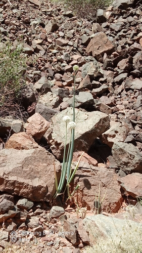 Allium galanthum