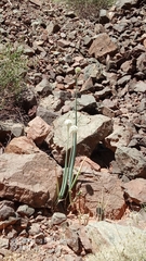 Allium galanthum