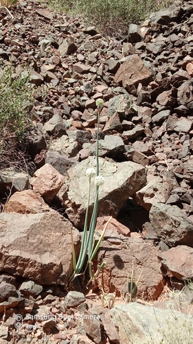 Allium galanthum, photograph 3