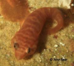 Aspasmogaster costata