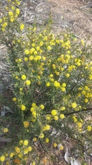 Acacia aspera