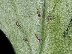 Asplenium lamprophyllum
