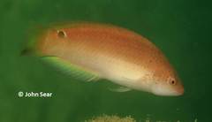 Austrolabrus maculatus