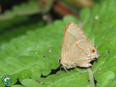 Arzecla tucumanensis