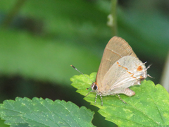 Arzecla tucumanensis