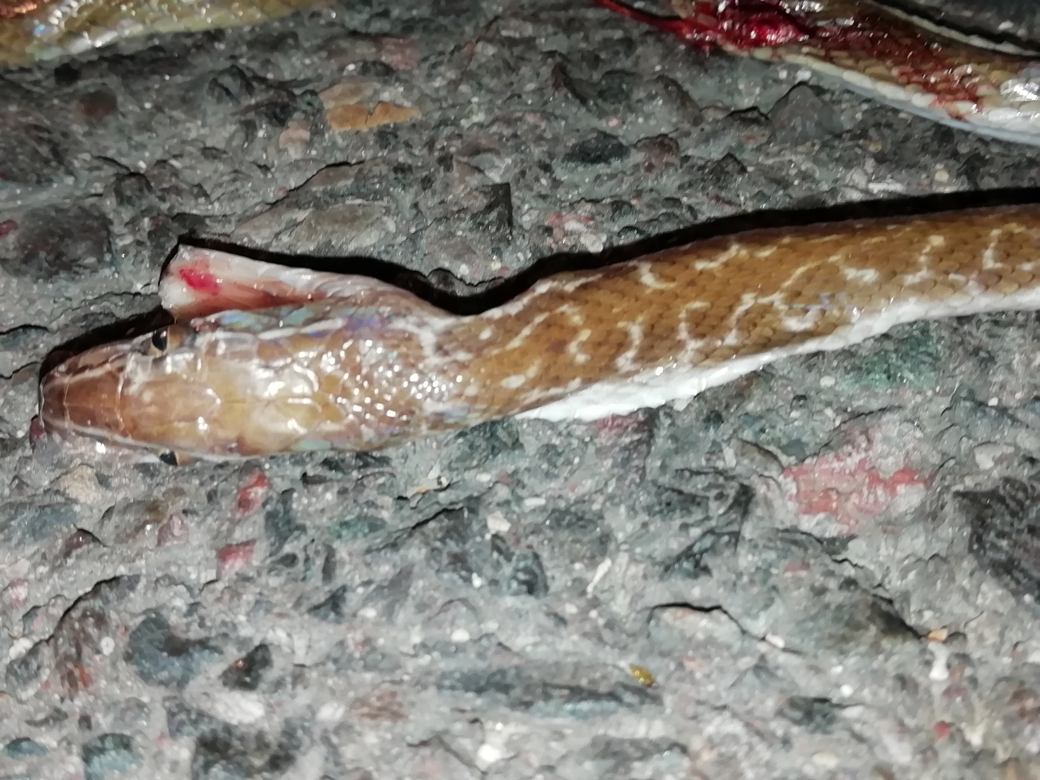 Dark-Bellied Housesnake photo 2