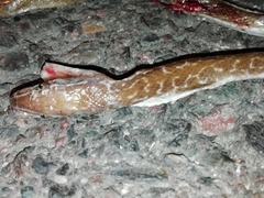 Boaedon variegatus