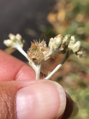 Pseudognaphalium sandwicensium