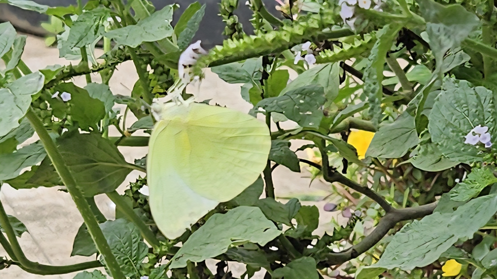 Lemon Emigrant