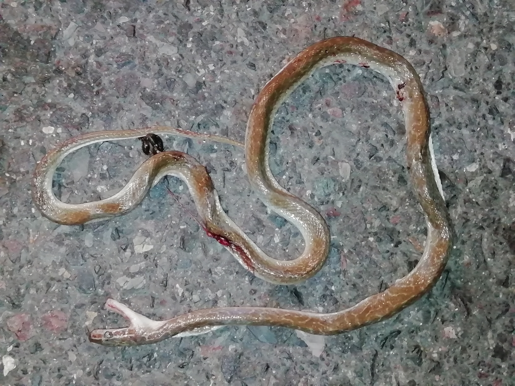 Dark-Bellied Housesnake photo 3