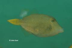 Cantherhines pardalis