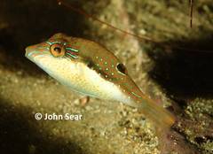 Canthigaster bennetti