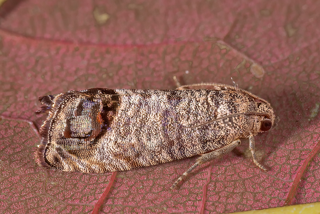 Codling Moth on a plant