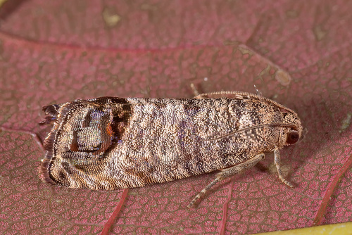 Codling Moth