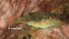 Canthigaster bennetti