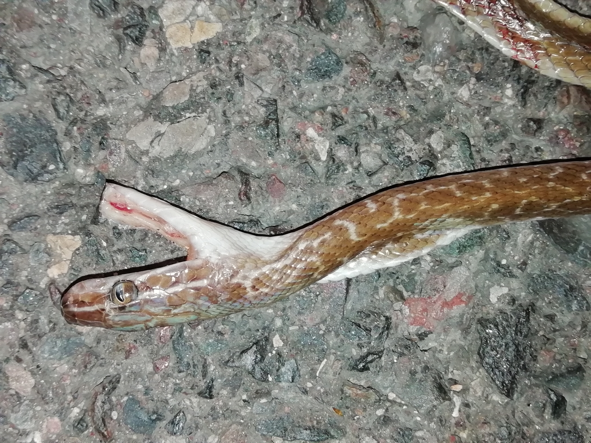 Dark-Bellied Housesnake photo 4