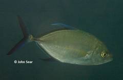 Ferdauia orthogrammus