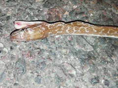 Boaedon variegatus