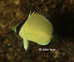 Chaetodon citrinellus