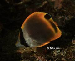 Chaetodon flavirostris