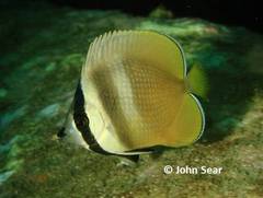 Chaetodon kleinii