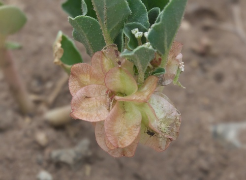 Tripterocalyx micranthus, photograph 6
