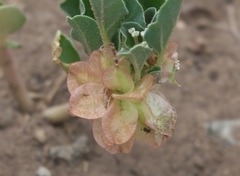 Tripterocalyx micranthus, photograph (c) Robert Webster, some rights reserved (CC BY-SA)