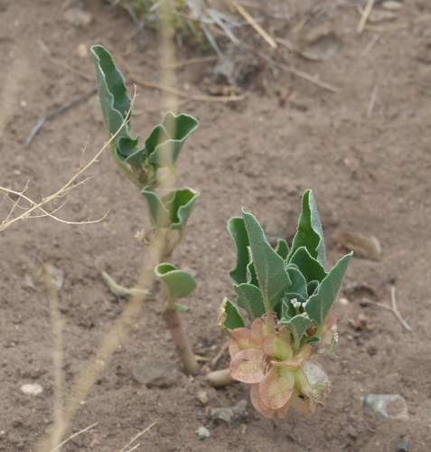 Tripterocalyx micranthus, photograph 5