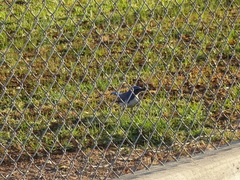 Aphelocoma californica