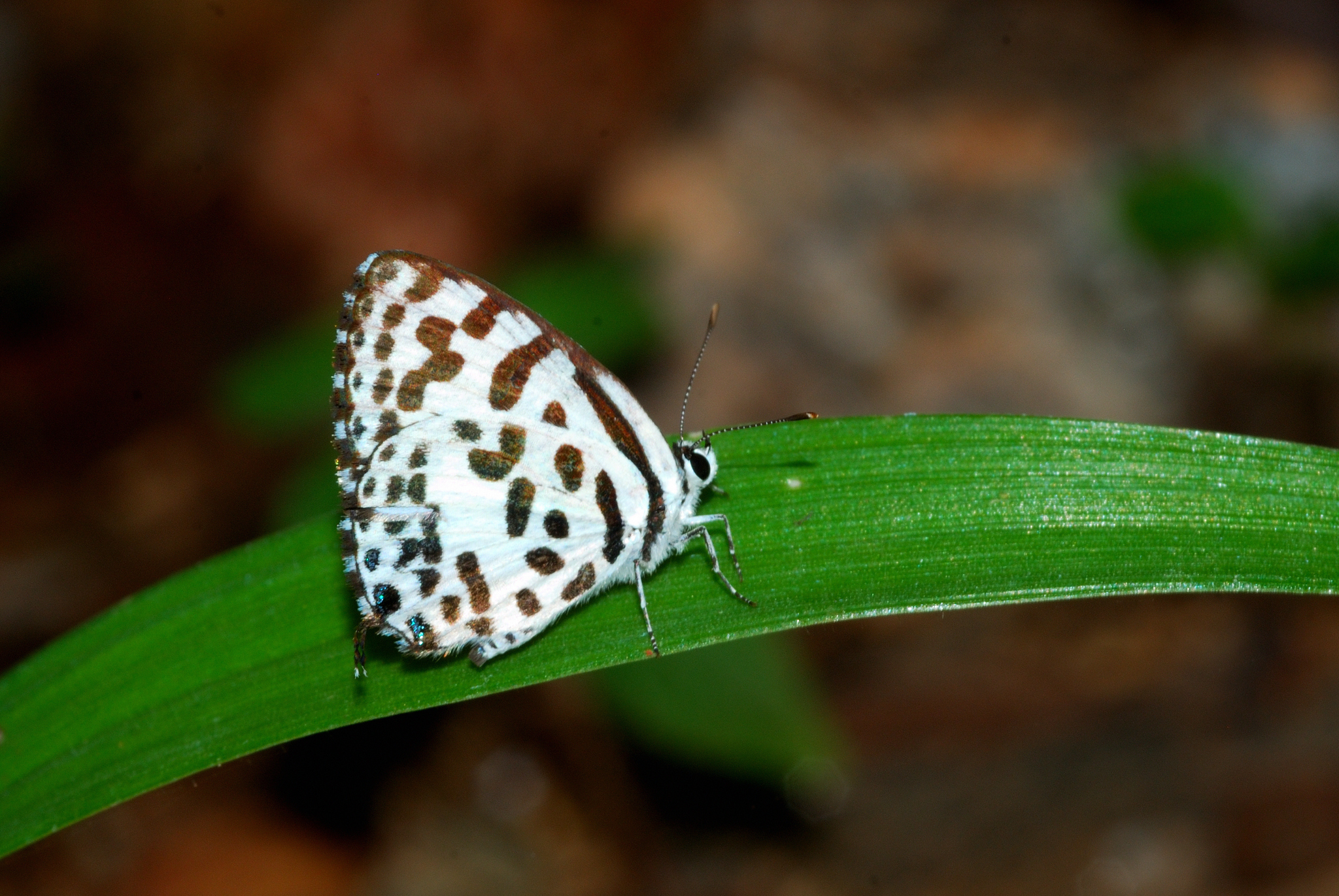 Common Pierrot