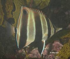 Chelmonops truncatus