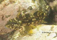 Chironemus marmoratus