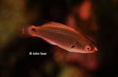 Cirrhilabrus punctatus