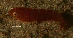 Cochleoceps orientalis