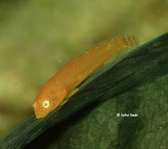 Cochleoceps orientalis