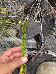 Polypodium pellucidum vulcanicum