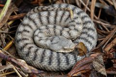 Asp Viper photo 2