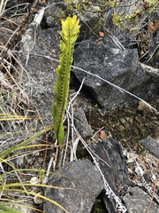 Polypodium pellucidum vulcanicum