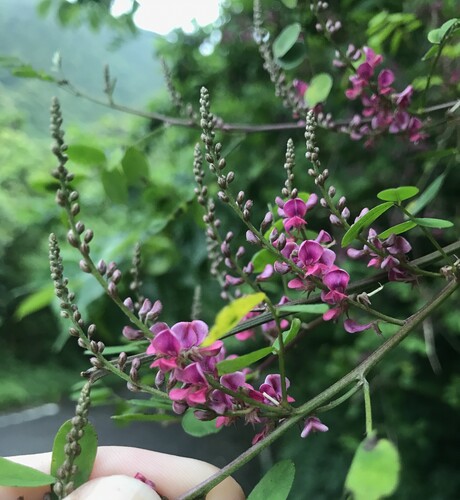 Indigofera bungeana, photograph 6