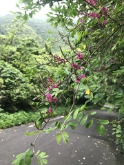 Indigofera bungeana, photograph author not stated, no rights reserved