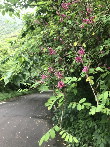 Indigofera bungeana, photograph 5