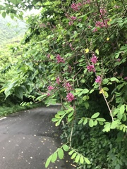 Indigofera bungeana, photograph author not stated, no rights reserved