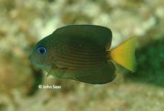 Ctenochaetus binotatus