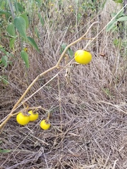 Solanum elaeagnifolium