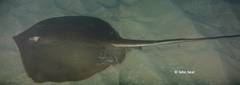 Hemitrygon fluviorum