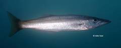 Dinolestes lewini