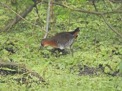 Laterallus melanophaius